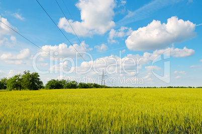 wheat field, blue sky and power lines