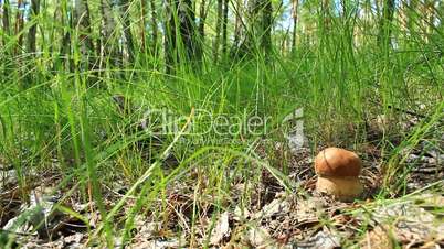 small cep in the grass of forest