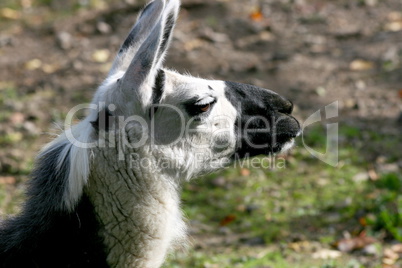 Lama  (Lama glama)