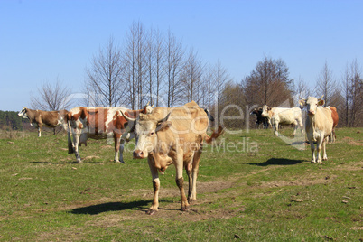 cows on the farm pasture