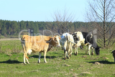 cows on the farm pasture