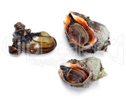 Two veined rapa whelk and river mussel (anodonta)