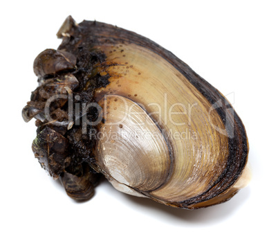 River mussels on white background