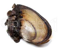 River mussels on white background