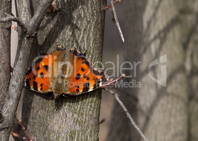 Butterfly on tree trunk in forest