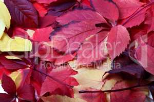 Background of multicolor autumn leafs