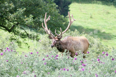 Bull elk  (Cervus canadensis)