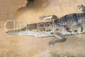 Crocodile  (Crocodilia)