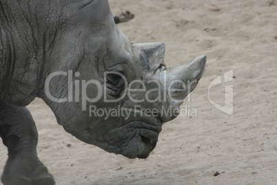 Breitmaulnashorn   White Rhino  (Ceratotherium simum)