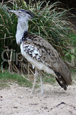 Kori Bustard  (Ardeotis kori)