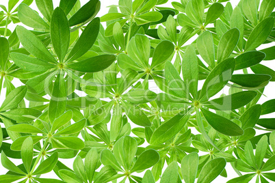 Viele grüne Waldmeisterblätter als Hintergrund