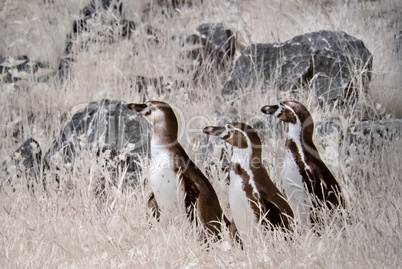 3 Pinguine in infrarot