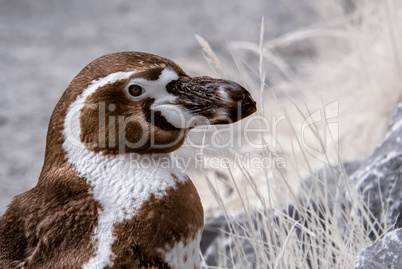 Pinguin in infrarot