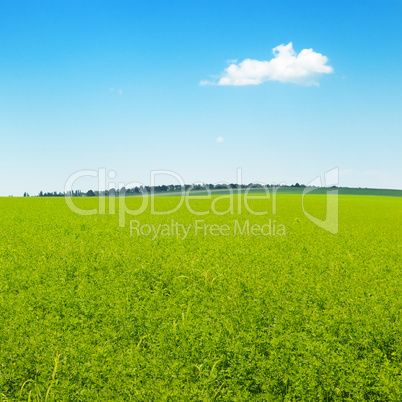 picturesque green field and blue sky