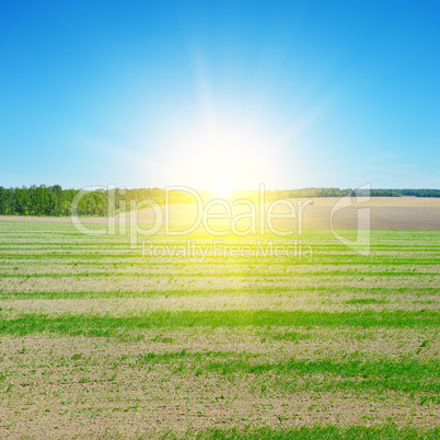 field, sunrise and blue sky