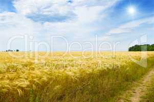 wheat field, sun and blue sky