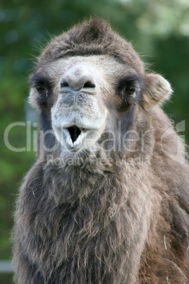 Camel  (Camelidae)