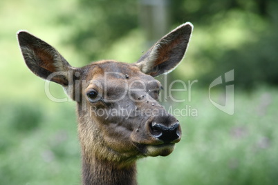 female elk  (Cervus canadensis)