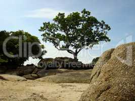 Langkawi Malaysia Felsen Baum einsam