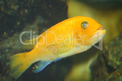 yellow cichlid  (Labidochromis caeruleus)