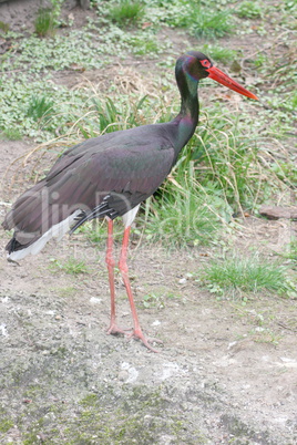 Black stork  (Ciconia nigra)