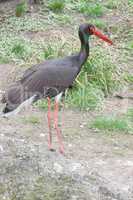 Black stork  (Ciconia nigra)