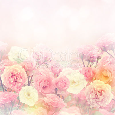 Roses Background