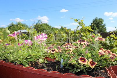 beautiful flowers on the balcony