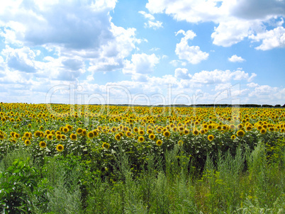 Field with sunflowers