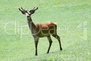 Fallow deer  (Dama dama)