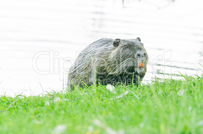 Nutria