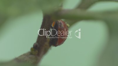 Ladybird beetle walking in a plant stem