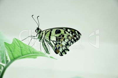 butterfly