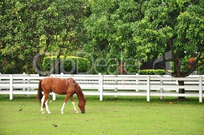 brown horse