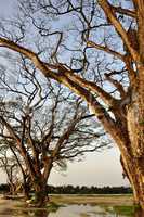 rain trees forest