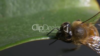 Bee struggling not to fall from a leaf