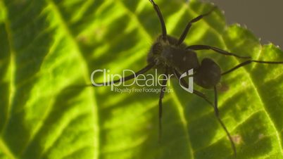 Ant sitting on a leaf