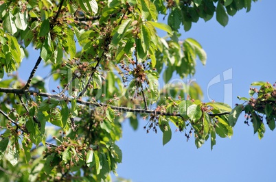 Wildkirschbaum mit frischen Trieben