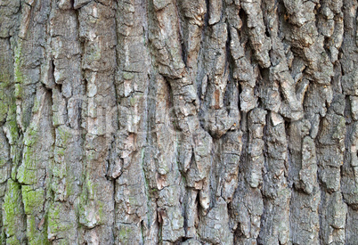 bark of oak tree