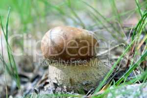 Beautiful and small cep in the grass