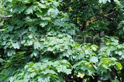 Green leaves of maple