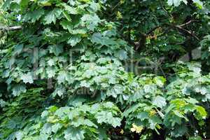 Green leaves of maple