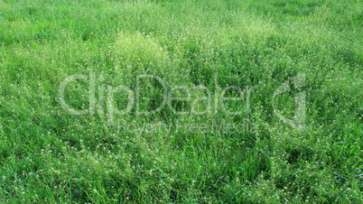 field of Capsella bursa-pastoris