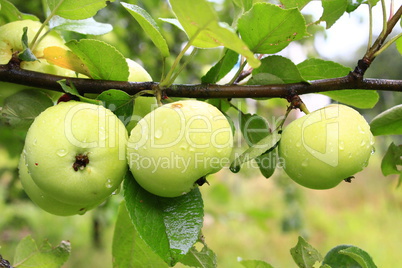 three apples hanging in row on the branch