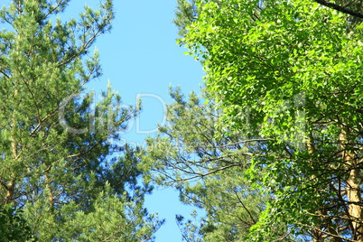 crowns of trees and blue sky