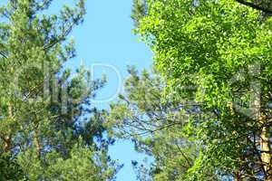 crowns of trees and blue sky