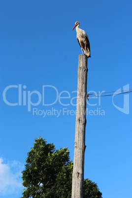 stork standing on the rural telegraph-pole