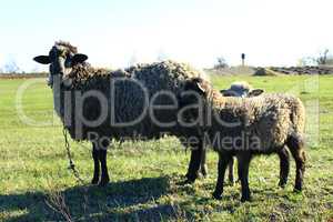 sheep grazing on the grass