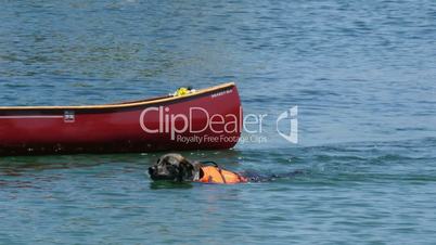 rescue dog swimming