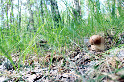 Beautiful and small cep in the grass